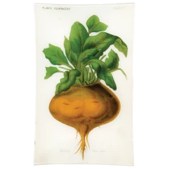 John Derian Decoupage IV - Betteraves Globe Jaune (Vegetable)
