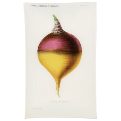 John Derian XI - Skirwing Rutabaga (Vegetable)