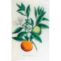 John Derian Decoupage Bitter Orange - Citrus Aurantium (History Of Plants)