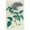 John Derian Decoupage Lilac