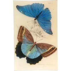 John Derian Decoupage Morpho Adonis