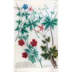 John Derian N. 542 African Geranium Decoupage