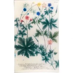 John Derian Decoupage N. 543 Geranium B