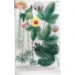 John Derian N. 551 Cudweeds