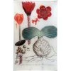 John Derian N. 562 African Blood Lily