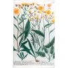 John Derian N. 574 Yellow Hawkweed
