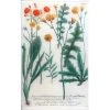 John Derian N. 576 Mixed Hawkweed