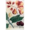 John Derian N. 601 Rose-apple