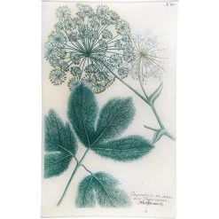 John Derian Decoupage N. 604 Masterwort