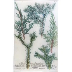John Derian N. 615 Bermuda Juniper