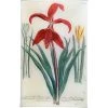 John Derian N. 652 Red Lily Decoupage