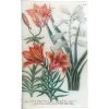 John Derian Decoupage N. 655 Madonna Lily