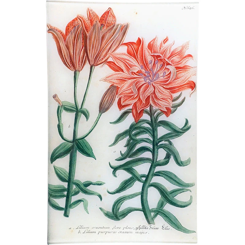 John Derian Decoupage N. 656 Lily 3 John Derian Decoupage N. 656 Lily