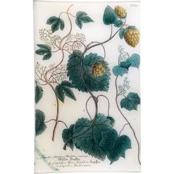 John Derian N. 675 Hop