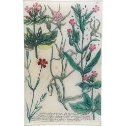 John Derian Decoupage N. 685 Catchflies