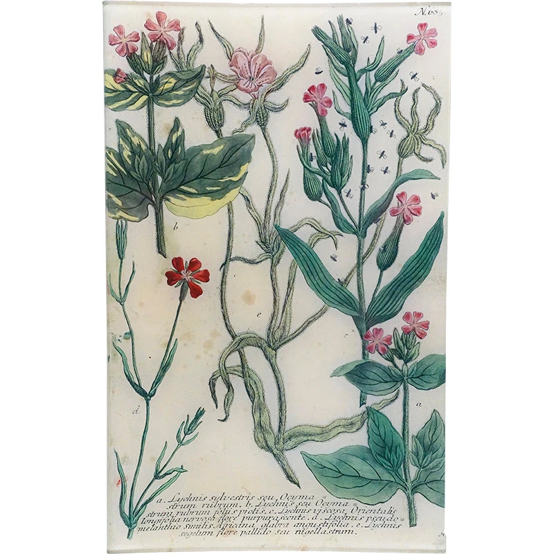 John Derian Decoupage N. 685 Catchflies 3 John Derian Decoupage N. 685 Catchflies