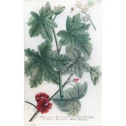 John Derian Decoupage N. 696 Vegetable Mallow