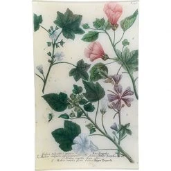 John Derian N. 697 Mallow (Cheeses) Decoupage