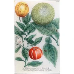 John Derian N. 699 Oranges & Grapefruit Decoupage