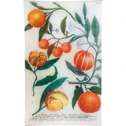 John Derian Decoupage N. 700 Oranges