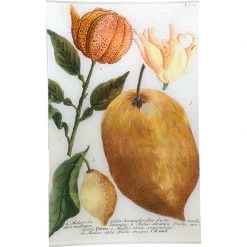 John Derian Decoupage N. 701 Citrus Fruits