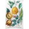 John Derian N. 703 Lemon & Quince