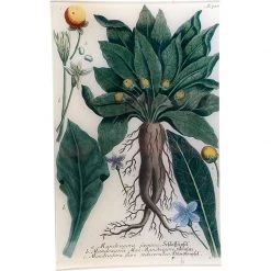 John Derian Decoupage N. 708 Mandrake