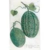 John Derian N. 722 Cantaloupe Decoupage