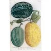 John Derian N. 723 Melons Green & Yellow