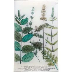 John Derian Decoupage N. 725 Spearmint