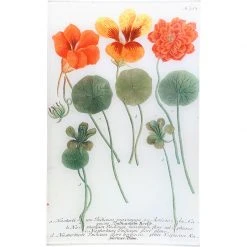 John Derian N. 753 Nasturtium Decoupage