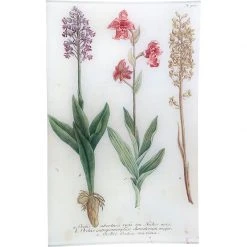 John Derian N. 767 Three Orchids