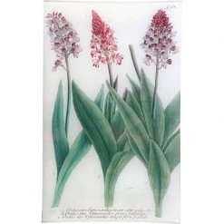 John Derian N. 768 Cynorkis Decoupage