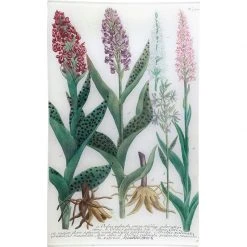 John Derian Decoupage N. 770 Red Orchid