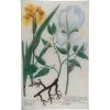 John Derian N. 606 Yellow Iris Decoupage