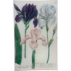 John Derian N. 607 Flamed Iris