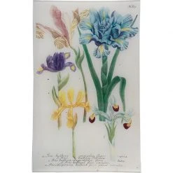 John Derian N. 609 Spanish Iris - FINAL SALE