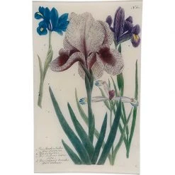 John Derian N. 611 Mourning Iris
