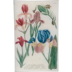 John Derian N. 612 Northern Blue Flag Iris - FINAL SALE