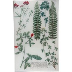 John Derian N. 672 Lonchite Fern