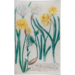 John Derian N. 746 Daffodil - FINAL SALE Easter
