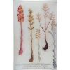John Derian Decoupage N. 774 Broomrape
