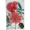 John Derian N. 778 Red Peony Decoupage 2 John Derian N. 778 Red Peony Decoupage