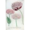 John Derian N. 793 Variegated Crested Poppy Decoupage