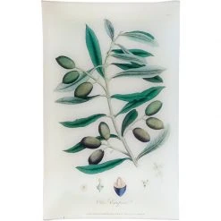 John Derian Decoupage Olive - Olea Europaea (History Of Plants)