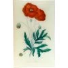 John Derian Poppy - Papaver Rheas (History Of Plants)
