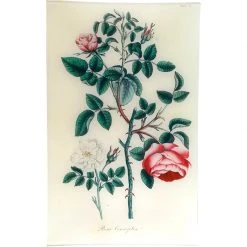 John Derian Cabbage Rose - Rosa Centifolia (History Of Plants) Decoupage
