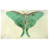 John Derian Eyed Green Butterfly - FINAL SALE