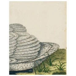 John Derian Swan (p 102) Decoupage