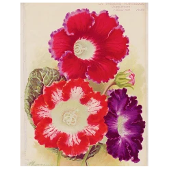 John Derian Gloxinias (p 105) Decoupage